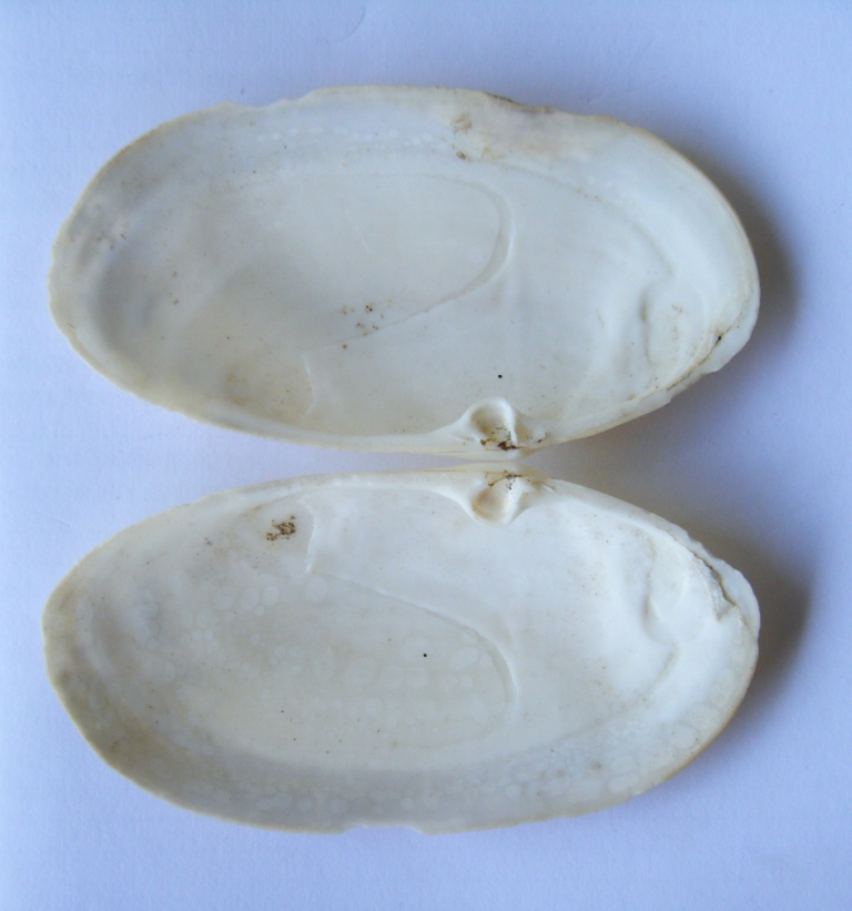 Bivalve 4 = Tapes (Ruditapes) decussatus (Linn�, 1758)